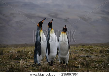Fortuna Bay, South Georgia, Is Home To One Of The Largest King Penguin Rookeries On The Island. Here