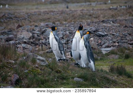 Fortuna Bay, South Georgia, Is Home To One Of The Largest King Penguin Rookeries On The Island. Here