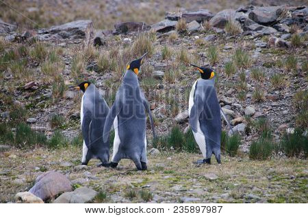 Fortuna Bay, South Georgia, Is Home To One Of The Largest King Penguin Rookeries On The Island. Here