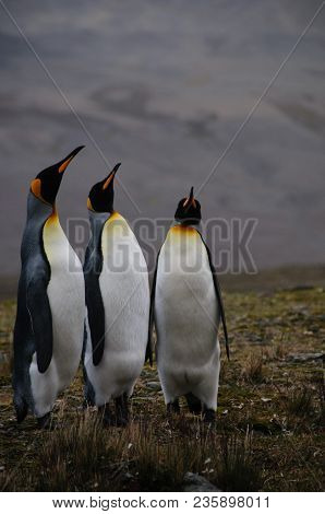 Fortuna Bay, South Georgia, Is Home To One Of The Largest King Penguin Rookeries On The Island. Here