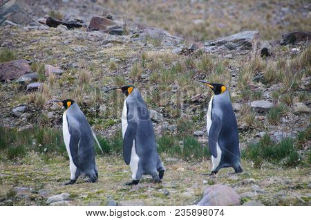 Fortuna Bay, South Georgia, Is Home To One Of The Largest King Penguin Rookeries On The Island. Here