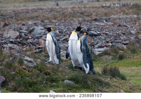 Fortuna Bay, South Georgia, Is Home To One Of The Largest King Penguin Rookeries On The Island. Here