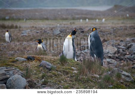 Fortuna Bay, South Georgia, Is Home To One Of The Largest King Penguin Rookeries On The Island. Here