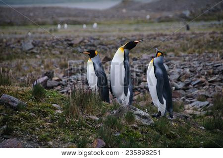 Fortuna Bay, South Georgia, Is Home To One Of The Largest King Penguin Rookeries On The Island. Here