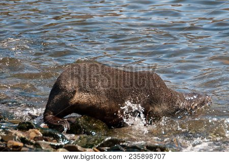 Fur Seal At Godthul