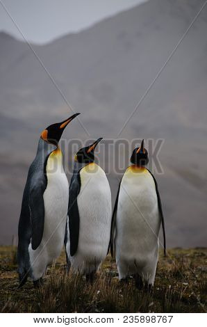 Fortuna Bay, South Georgia, Is Home To One Of The Largest King Penguin Rookeries On The Island. Here