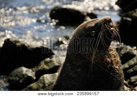 Fur Seal At Godthul
