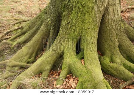 Radici degli alberi