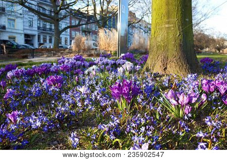 Fragile blue small spring flowers in city park in Helsingborg, Sweden, Scandinavia, Close up shot