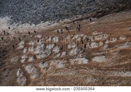 The Structure Shown Here Is Known As A Penguin Highway On Paulet Island. Adelie Penguins Use A Highl