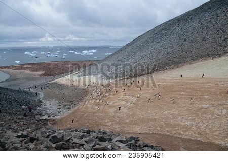 The Structure Shown Here Is Known As A Penguin Highway On Paulet Island. Adelie Penguins Use A Highl