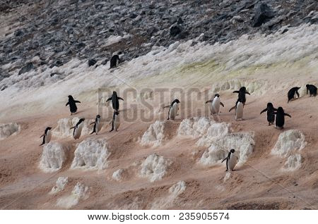 The Structure Shown Here Is Known As A Penguin Highway On Paulet Island. Adelie Penguins Use A Highl
