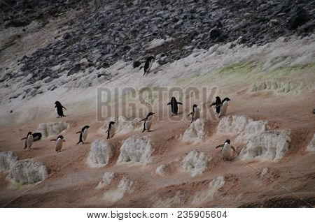 The Structure Shown Here Is Known As A Penguin Highway On Paulet Island. Adelie Penguins Use A Highl