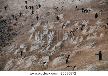 The Structure Shown Here Is Known As A Penguin Highway On Paulet Island. Adelie Penguins Use A Highl