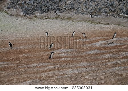 The Structure Shown Here Is Known As A Penguin Highway On Paulet Island. Adelie Penguins Use A Highl