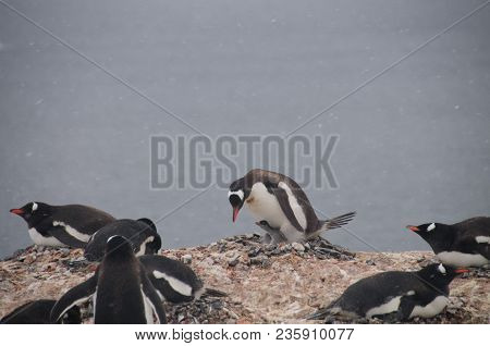Nesting Gentoo Penguins Struggling For Survival At Cuverville Island, Off The Coast Of The Antarctic