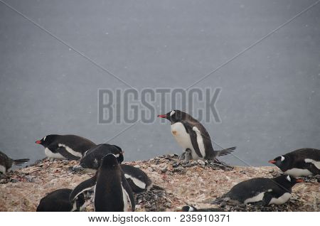 Nesting Gentoo Penguins Struggling For Survival At Cuverville Island, Off The Coast Of The Antarctic