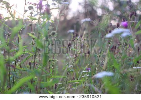Wild Flowers Growing In A Summer Meadow.