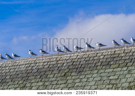 A Flock Of Seagulls Resting On A Haouse Rooftop