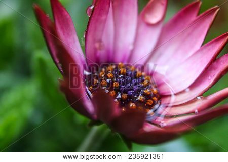 A Pink Daisy Type Flower With Water Gathered Inside The Flower Head After Rain