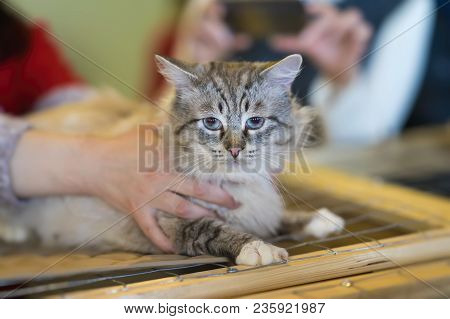 Afraid Homeless Fluffy Cat With Frightened Look, Lying On Cage In Shelter Waiting For Home, For Some