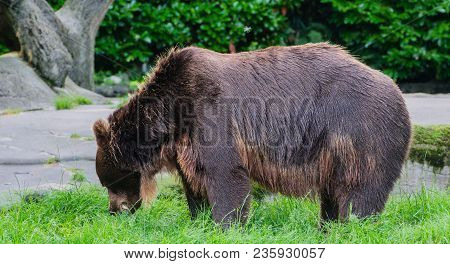 European Brown Bear In The Outdoors And Close-up