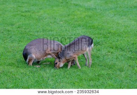 A Maras In The Wild Wild Landscape