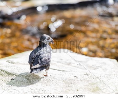Atlantic Puffin While Resting In The Great Outdoors
