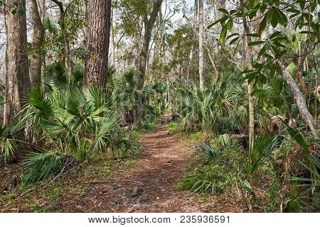 A Path Leading Through The Forest In Florida. Palmettos And Trees Line The Trail.