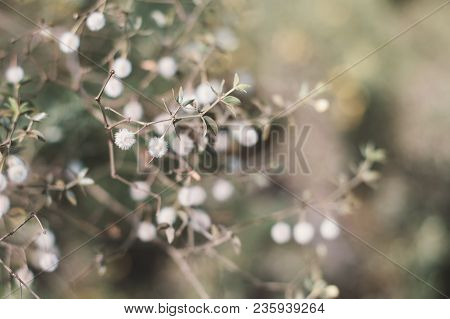 Larrea Tridentata Plant. Background With Creosote Bush. Desert Plant