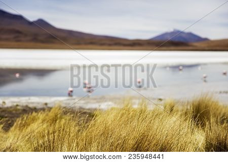 Laguna Hedionda In Bolivia
