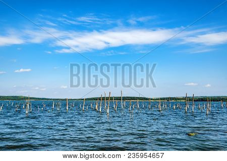 Beautiful Landscape With Several Dry Trees Growing In Lake
