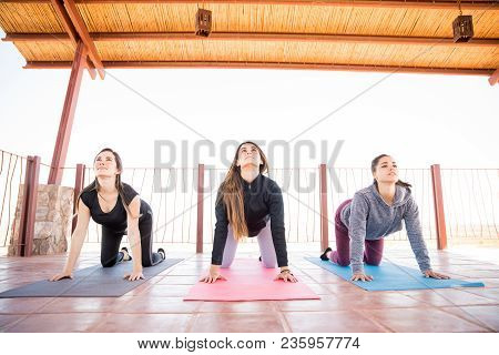 Portrait Of Group Of Hispanic Women Doing Some Interesting Yoga Poses In Gym Class. Cat Cow Pose.