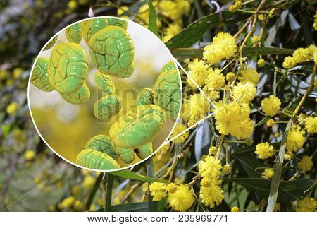 Mimosa Pollen, Close-up View, 3d Illustration, And Photo Of Mimosa Flowers. Pollen Is A Factor Causi