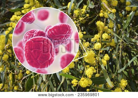 Mimosa Pollen, Close-up View, 3d Illustration, And Photo Of Mimosa Flowers. Pollen Is A Factor Causi