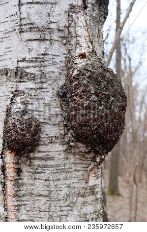 Chaga( Inonotus Obliquus) Mushroom On The Trunk Of A Birch In The Early