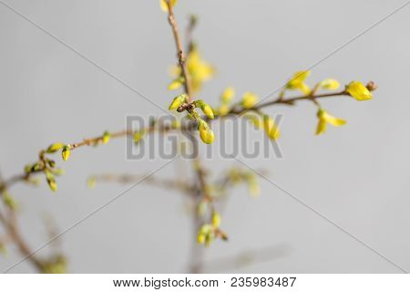 Yellow Forsythia Suspensa Spring. Flowers Bloom From Buds On The Branches.