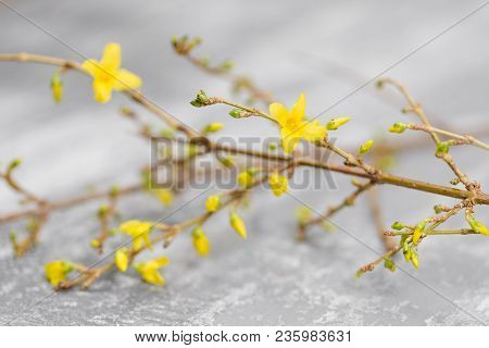 Yellow Forsythia Suspensa Spring. Flowers Bloom From Buds On The Branches.