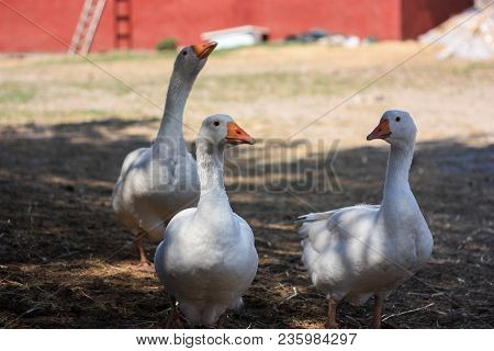 Two Big White Gooses With Orange Nebs Walking On The Glade At The Cloudy Day.