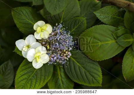 Inflorescence Of Hortensia Hydrangea Macrophylla (bigleaf Hydrangea, French Hydrangea, Lacecap Hydra