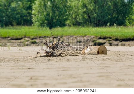 Old Tree Stump Liyng On The Sandy Beach Of River Ob.