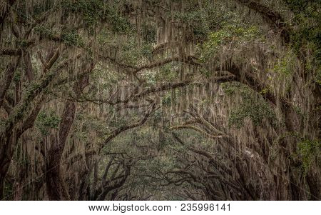 Spanish Moss Growing  On Live Oak Trees