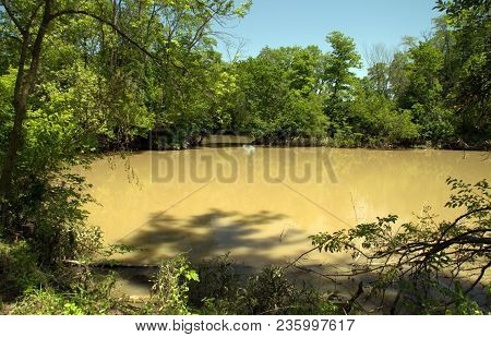 Brown Muddy Laggon Surrounded By Green Trees Under A Blue Sky In Summer