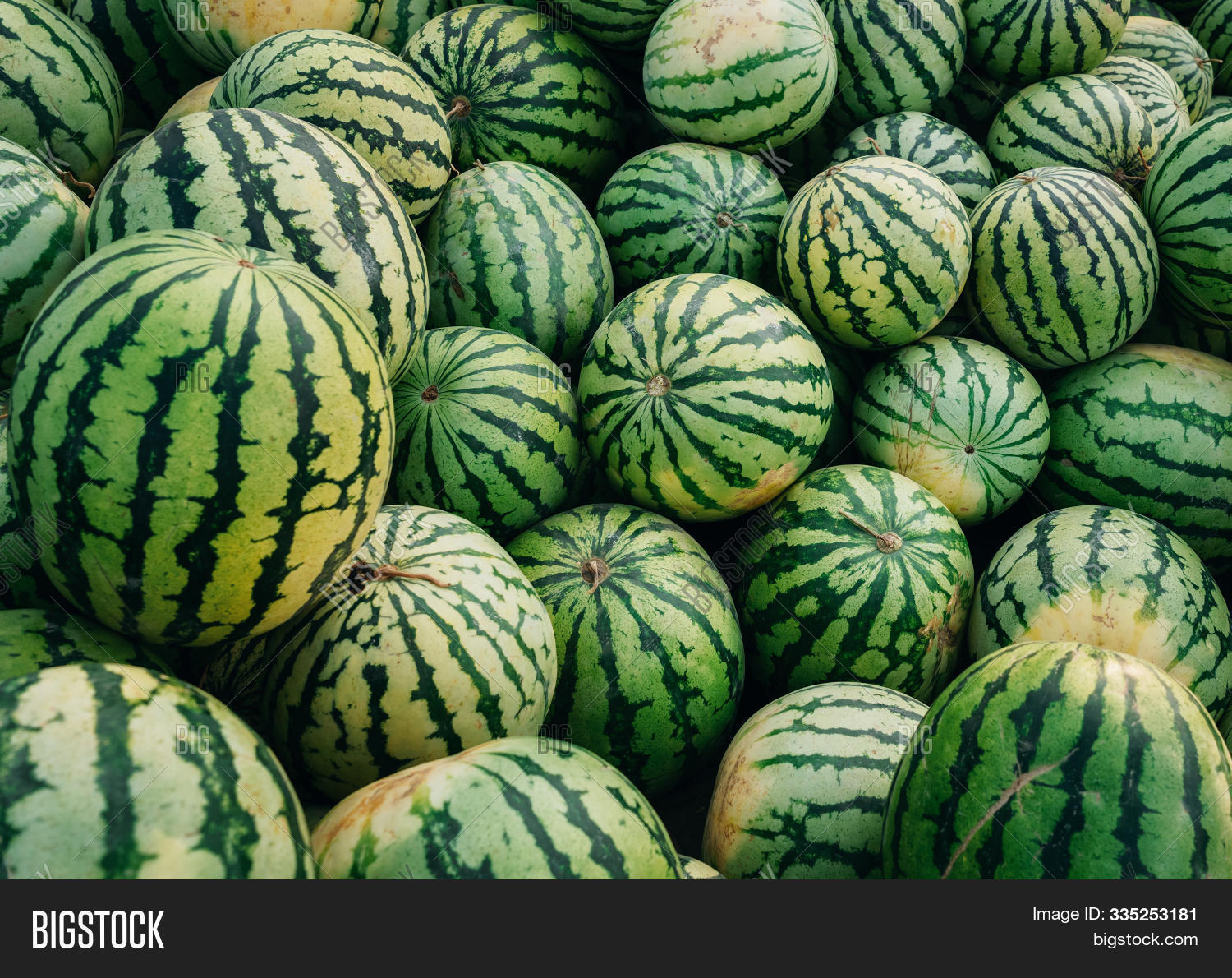 полосатый зеленый арбуз. арбуз на белом фоне. арбуз сорт мраморный. полосатый зеленый арбуз. полосатый зеленый арбуз.