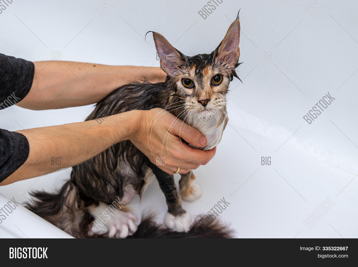 Cat Maine Coon Wash Image Photo Free Trial Bigstock
