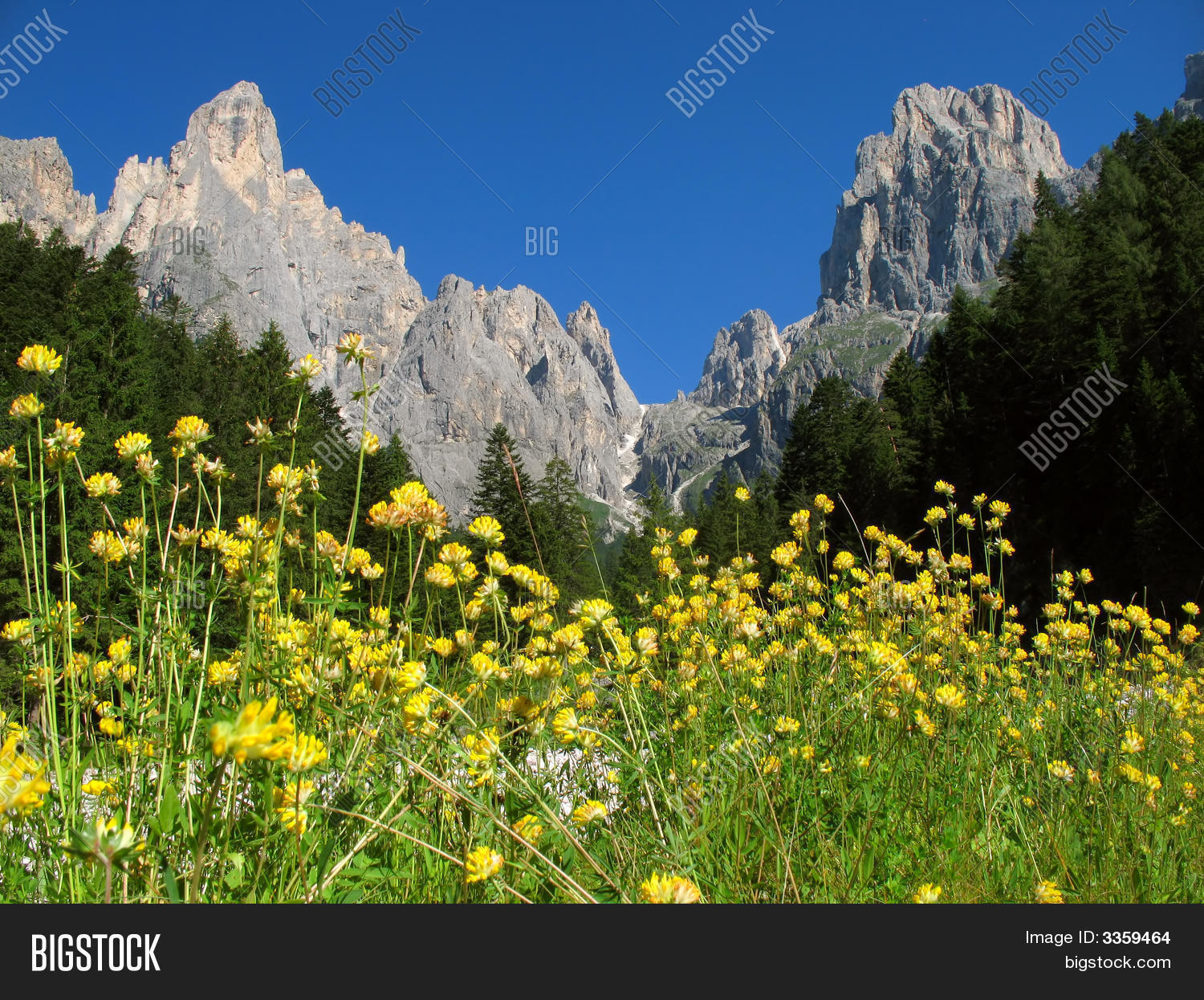 Image Preview