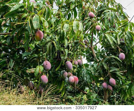 Cultivation Of Exotic Sweet Fruit Mango In Subtropical Malaga-granada Tropical Coast Region, Andalus