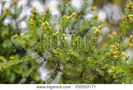 Fur Tree Cones. Young Pine Tree Cone. Coniferous Trees Natural Background. Green Forest. Environment
