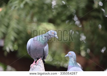 Close Up Head Shot Of Beautiful Speed Racing Pigeon Bird