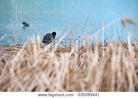 Common Or Eurasian Coot, Fulica Atra In The Yellow Floating Grass On The Lake. Black Waterbird With 